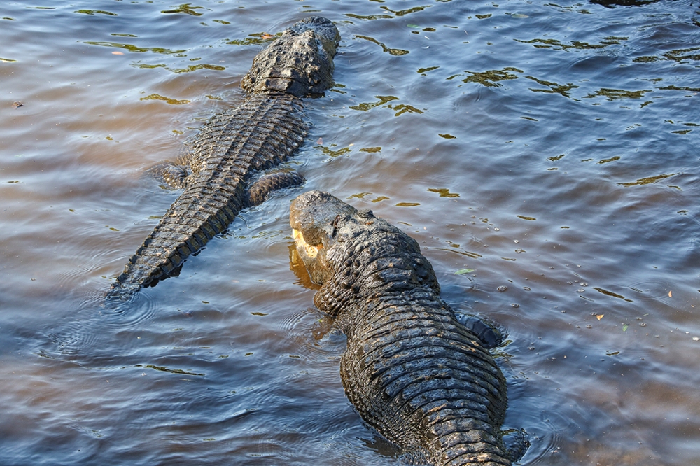 Alligators_Protectors_v1_150mm_4_19_AF_076A9598